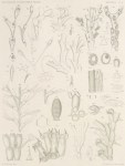 Waters, A.W. (1904). Zoologie: Bryozoa. Résultats du Voyage du S.Y. Belgica en 1897-1898-1899 sous le commandement de A. de Gerlache de Gomery: Rapports Scientifiques (1901-1913). Buschmann: Anvers, Belgium. 114, IX plates pp.