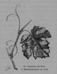 Auguin (1899, fig. 19)