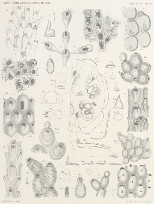 Waters (1904, pl. 2) Waters (1904, pl. 2)