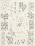 Zuidpoolexpeditie 1897-1899