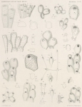 Waters, A.W. (1904). Zoologie: Bryozoa. Résultats du Voyage du S.Y. Belgica en 1897-1898-1899 sous le commandement de A. de Gerlache de Gomery: Rapports Scientifiques (1901-1913). Buschmann: Anvers, Belgium. 114, IX plates pp.
