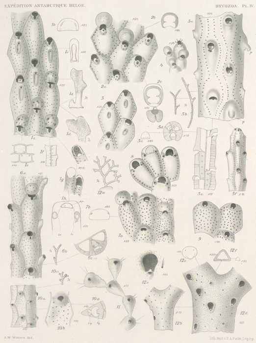 Waters (1904, pl. 4) Waters (1904, pl. 4)