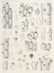 Waters, A.W. (1904). Zoologie: Bryozoa. Résultats du Voyage du S.Y. Belgica en 1897-1898-1899 sous le commandement de A. de Gerlache de Gomery: Rapports Scientifiques (1901-1913). Buschmann: Anvers, Belgium. 114, IX plates pp.