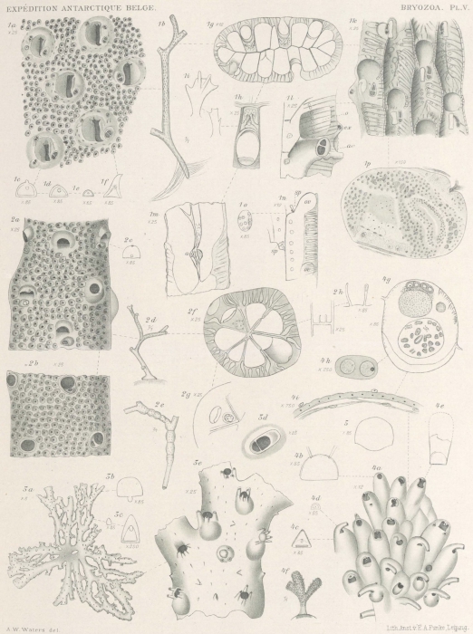 Waters (1904, pl. 5) Waters (1904, pl. 5)