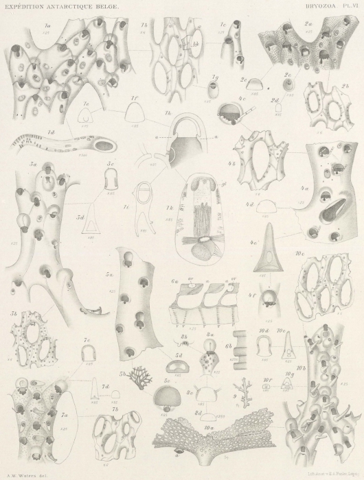 Waters (1904, pl. 6) Waters (1904, pl. 6)