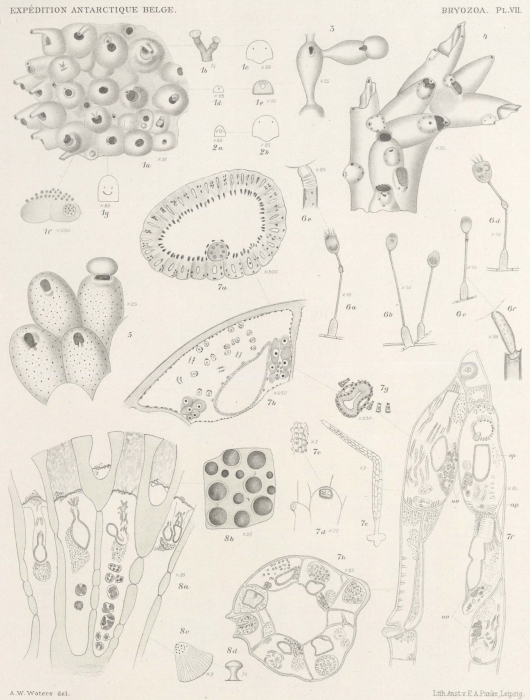 Waters (1904, pl. 7) Waters (1904, pl. 7)