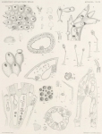 Zuidpoolexpeditie 1897-1899