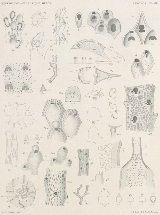 Waters (1904, pl. 8) Waters (1904, pl. 8)