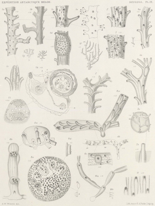 Waters (1904, pl. 9) Waters (1904, pl. 9)
