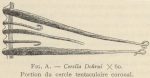 Van Beneden, E.; de Selys Longchamps, M. (1913). Zoologie: Tuniciers, Caducichordata (Ascidiacés et Thaliacés). Résultats du Voyage du S.Y. Belgica en 1897-1898-1899 sous le commandement de A. de Gerlache de Gomery: Rapports Scientifiques