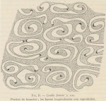 Fauna & flora van de zee