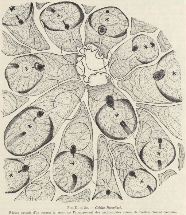 Van Beneden; de Selys Longchamps (1913, fig. D)