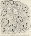 Zuidpoolexpeditie 1897-1899