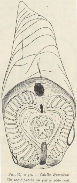 Van Beneden; de Selys Longchamps (1913, fig. E)