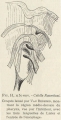 Van Beneden; de Selys Longchamps (1913, fig. H)