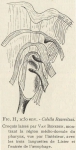 Van Beneden; de Selys Longchamps (1913, fig. H)