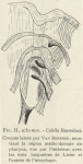Van Beneden, E.; de Selys Longchamps, M. (1913). Zoologie: Tuniciers, Caducichordata (Ascidiacés et Thaliacés). Résultats du Voyage du S.Y. Belgica en 1897-1898-1899 sous le commandement de A. de Gerlache de Gomery: Rapports Scientifiques