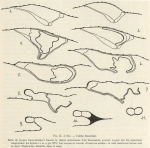 Ascidiacea species
