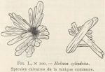 Van Beneden; de Selys Longchamps (1913, fig. L)