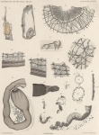 Fauna & flora van de zee