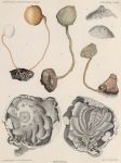 Ascidiacea species