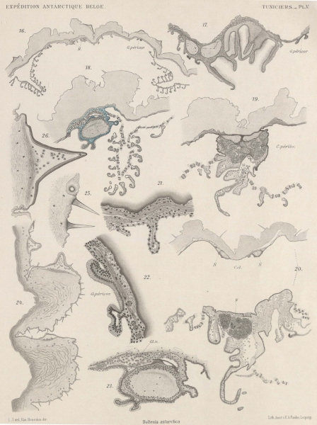 Van Beneden; de Selys Longchamps (1913, pl. 05)