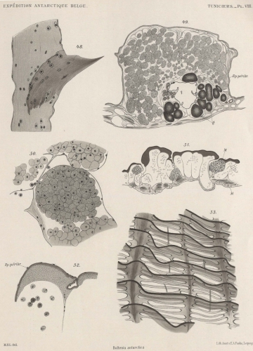 Van Beneden; de Selys Longchamps (1913, pl. 08)(1)