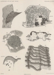 Zuidpoolexpeditie 1897-1899