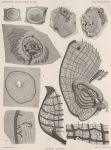 Van Beneden, E.; de Selys Longchamps, M. (1913). Zoologie: Tuniciers, Caducichordata (Ascidiacés et Thaliacés). Résultats du Voyage du S.Y. Belgica en 1897-1898-1899 sous le commandement de A. de Gerlache de Gomery: Rapports Scientifiques