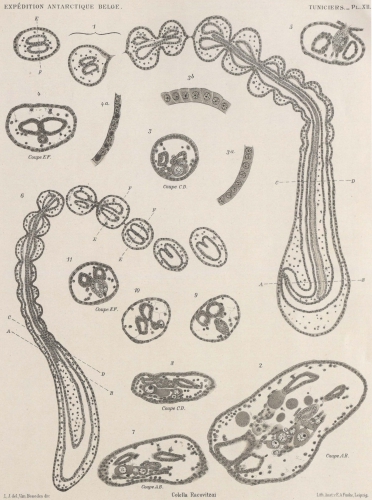 Van Beneden; de Selys Longchamps (1913, pl. 12)