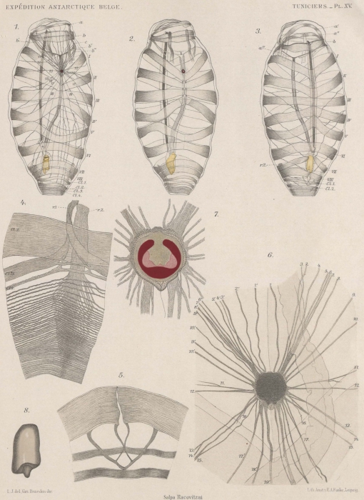 Van Beneden; de Selys Longchamps (1913, pl. 15)