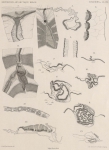 Fauna & flora van de zee