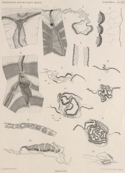 Van Beneden; de Selys Longchamps (1913, pl. 16) Van Beneden; de Selys Longchamps (1913, pl. 16)