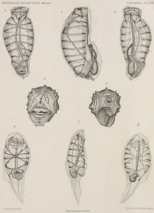 Van Beneden; de Selys Longchamps (1913, pl. 17) Van Beneden; de Selys Longchamps (1913, pl. 17)