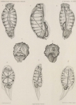 Zuidpoolexpeditie 1897-1899