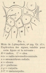 Leboucq (1904, fig. 1)