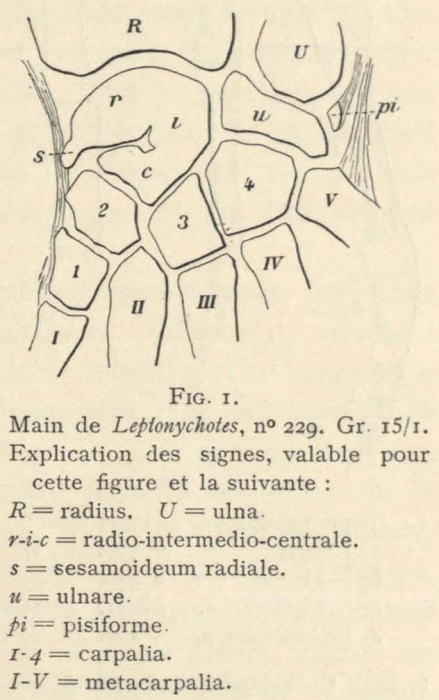 Leboucq (1904, fig. 1) Leboucq (1904, fig. 1)