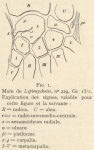 Leboucq, H. (1904). Zoologie: Organogénie des Pinnipèdes I. Les extrémités. Résultats du Voyage du S.Y. Belgica en 1897-1898-1899 sous le commandement de A. de Gerlache de Gomery: Rapports Scientifiques (1901-1913). Buschmann: Anvers,