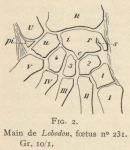 Leboucq, H. (1904). Zoologie: Organogénie des Pinnipèdes I. Les extrémités. Résultats du Voyage du S.Y. Belgica en 1897-1898-1899 sous le commandement de A. de Gerlache de Gomery: Rapports Scientifiques (1901-1913). Buschmann: Anvers,