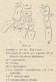 Mammalia (mammals)