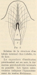 Leboucq (1904, fig. 5)