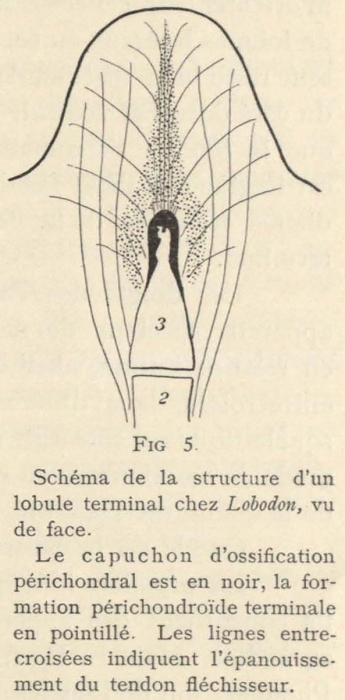 Leboucq (1904, fig. 5) Leboucq (1904, fig. 5)
