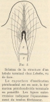 Leboucq, H. (1904). Zoologie: Organogénie des Pinnipèdes I. Les extrémités. Résultats du Voyage du S.Y. Belgica en 1897-1898-1899 sous le commandement de A. de Gerlache de Gomery: Rapports Scientifiques (1901-1913). Buschmann: Anvers,
