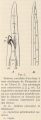 Leboucq (1904, fig. 6), author: H. Leboucq