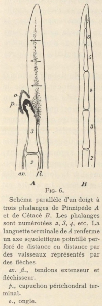 Leboucq (1904, fig. 6)
