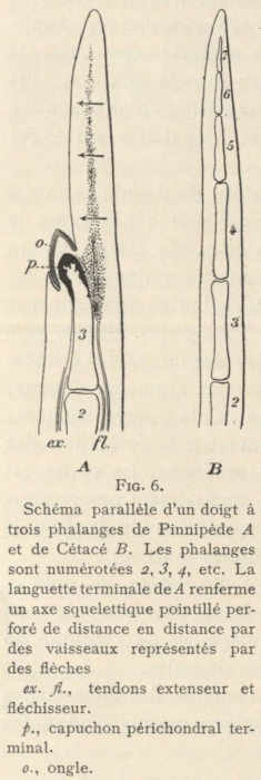Leboucq (1904, fig. 6) Leboucq (1904, fig. 6)