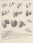 <B>Leboucq, H.</B> (1904). Zoologie: Organogénie des Pinnipèdes I. Les extrémités. Résultats du Voyage du S.Y. Belgica en 1897-1898-1899 sous le commandement de A. de Gerlache de Gomery: Rapports Scientifiques (1901-1913). Buschmann: Anvers,