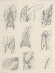 Fauna & flora van de zee