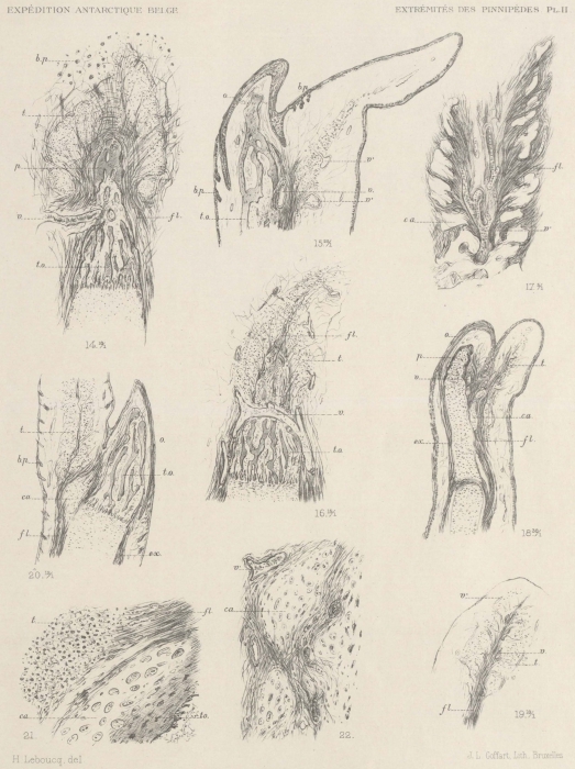 Leboucq (1904, pl. 2) Leboucq (1904, pl. 2)