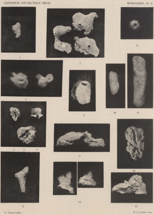 Topsent (1902, pl. 2) Topsent (1902, pl. 2)